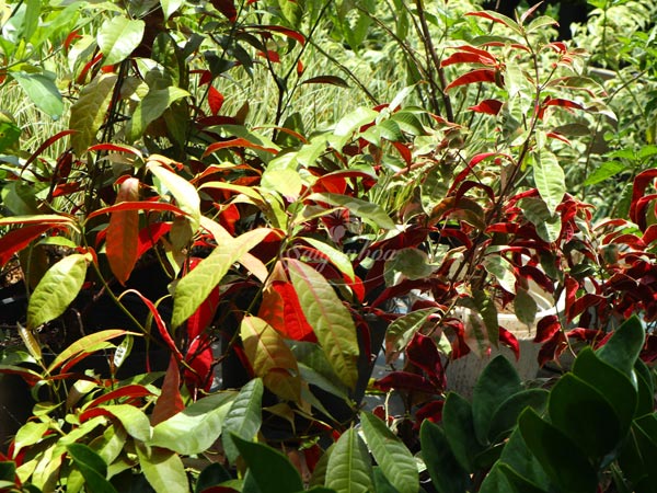 Cây-Liễu-Hai-Da-Cẩm-Thạch-9