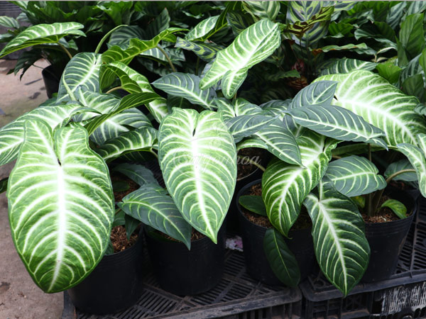 Cây-Trầu-Bà-Lindenii-1