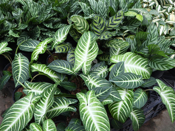 Cây-Trầu-Bà-Lindenii-1