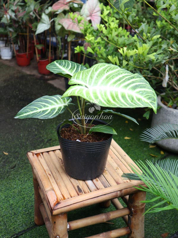 Cây-Trầu-Bà-Lindenii-1