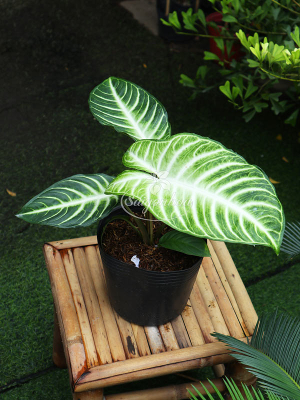 Cây-Trầu-Bà-Lindenii-1