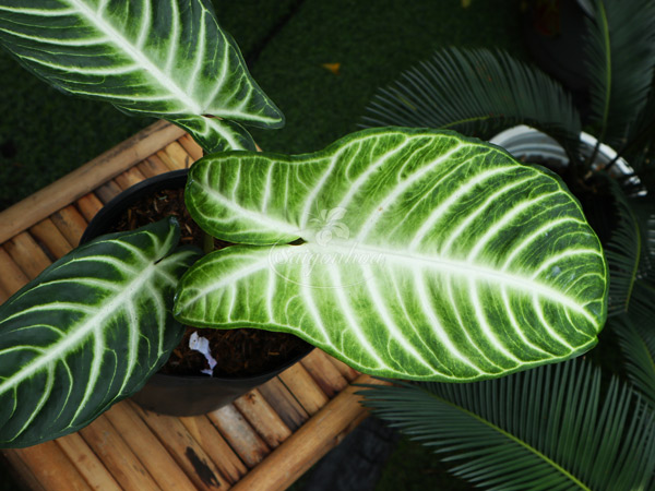 Cây-Trầu-Bà-Lindenii-1