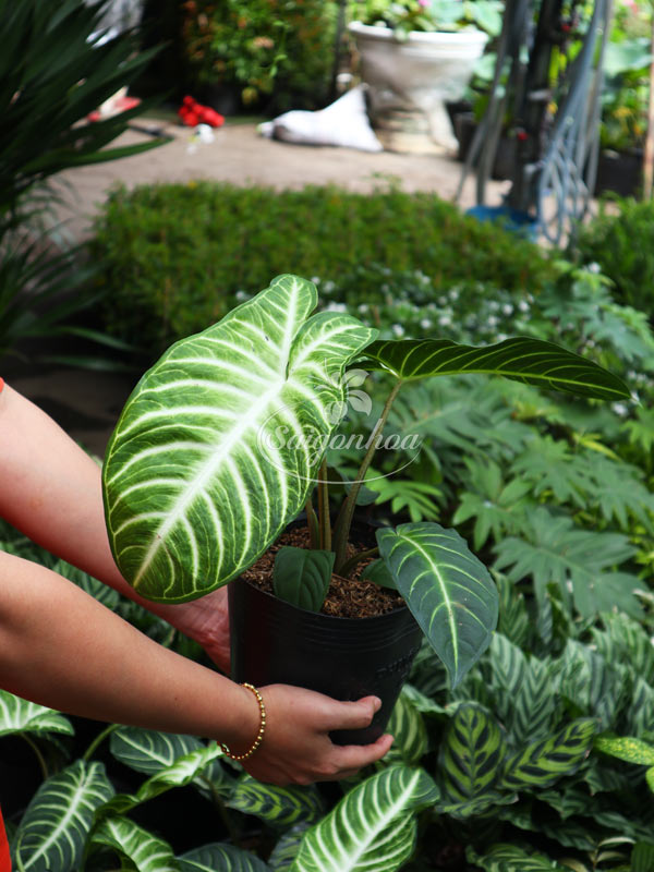 Cây-Trầu-Bà-Lindenii-1