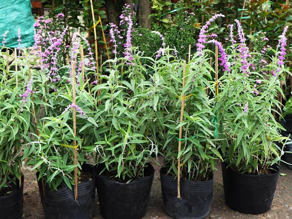 Lavender-nhiệt-đới