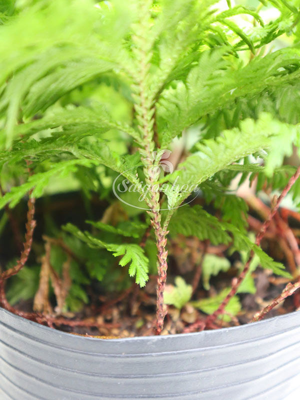 cây-Dương-Xỉ-Tùng-4