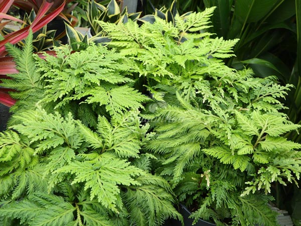 cây-Dương-Xỉ-Tùng-6