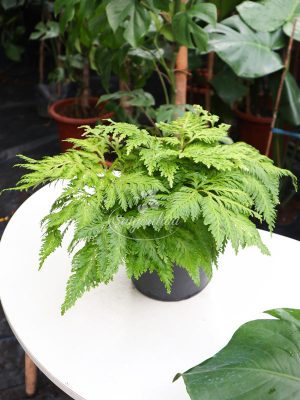 Cây Dương Xỉ Tùng