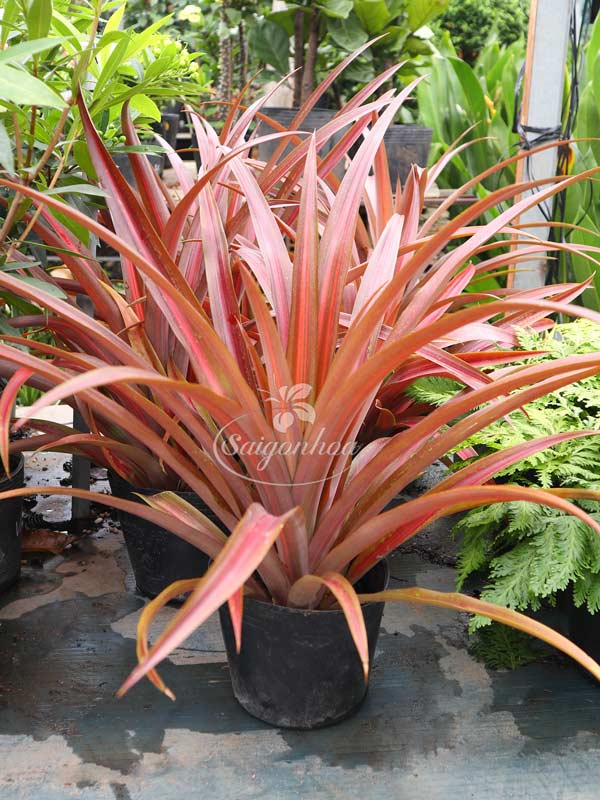 Cây Dứa Huyết Long