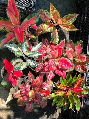 Bộ Sưu Tập 8 Cây Kiểng Lá Đỏ