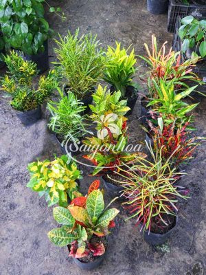 Bộ Sưu Tập 12 Cây Cô Tòng