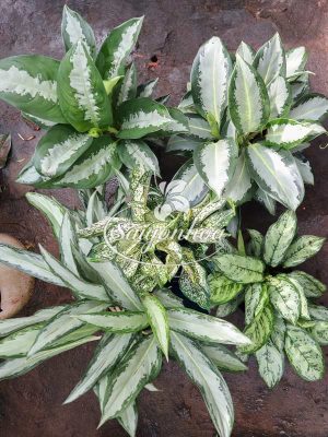 Bộ Sưu Tập 5 Cây Kiểng Lá Xanh Trắng