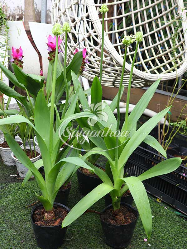 cach-cham-soc-cay-hoa-thien-nga-mat-ngoc1