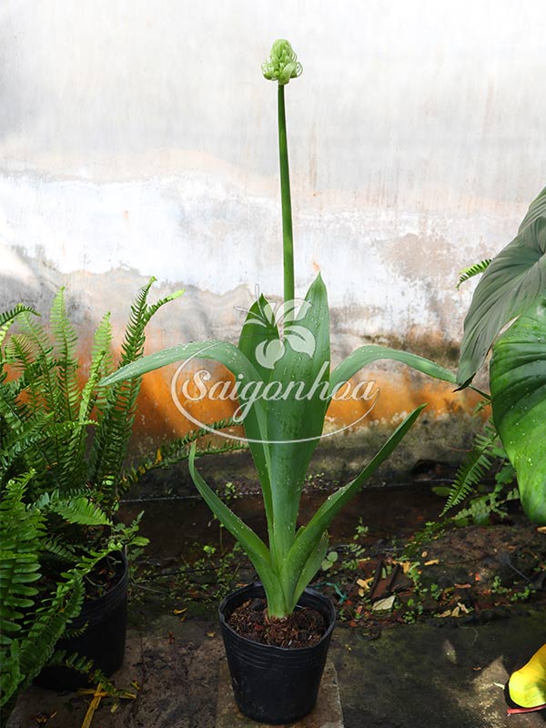 cach-cham-soc-cay-hoa-thien-nga-mat-ngoc3