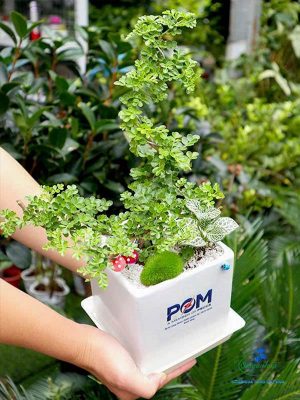Chậu Cây Cần Thăng Bonsai Quà Tặng