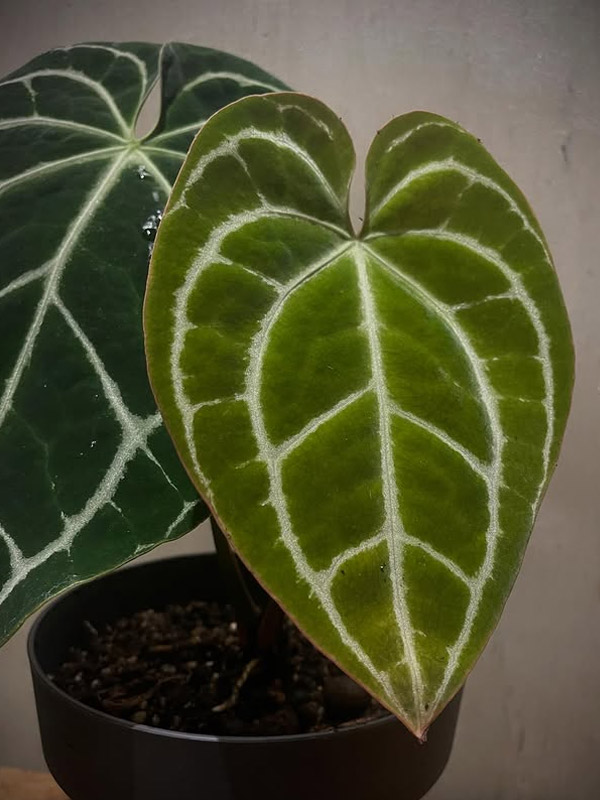 cay-mon-nhung-tim-mina.2jpg