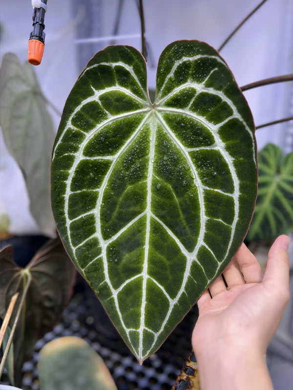 cay-mon-nhung-tim-mina.4jpg