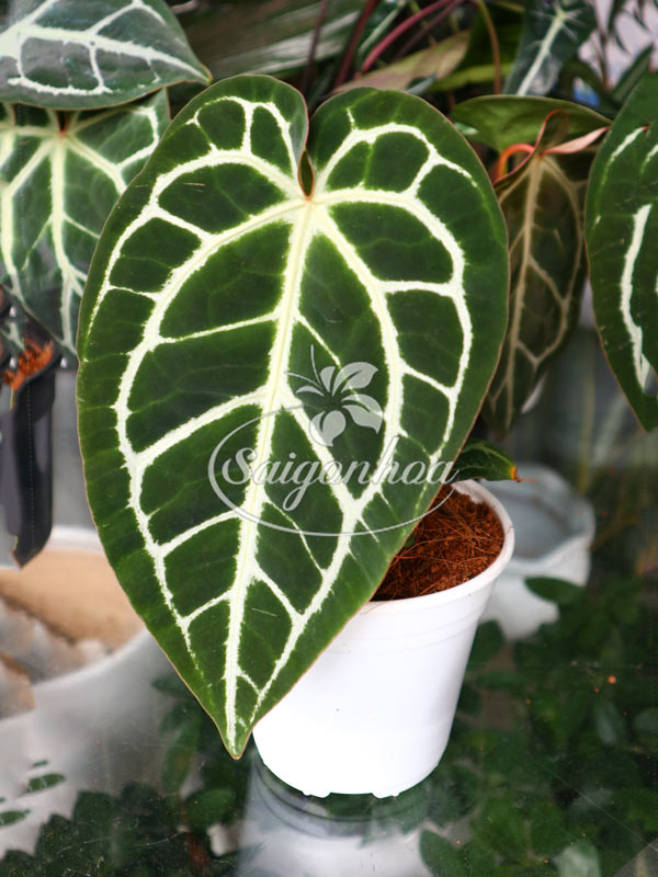 Cây Môn Tim Nhung Minahasa