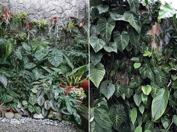 cay-mon-nhung-tim-mina10