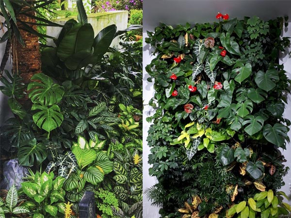 cay-mon-nhung-tim-mina11