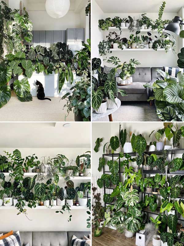 cay-mon-nhung-tim-mina5