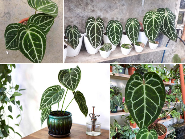 cay-mon-nhung-tim-mina6