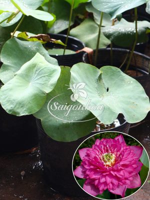 Cây Sen Thọ Hồng