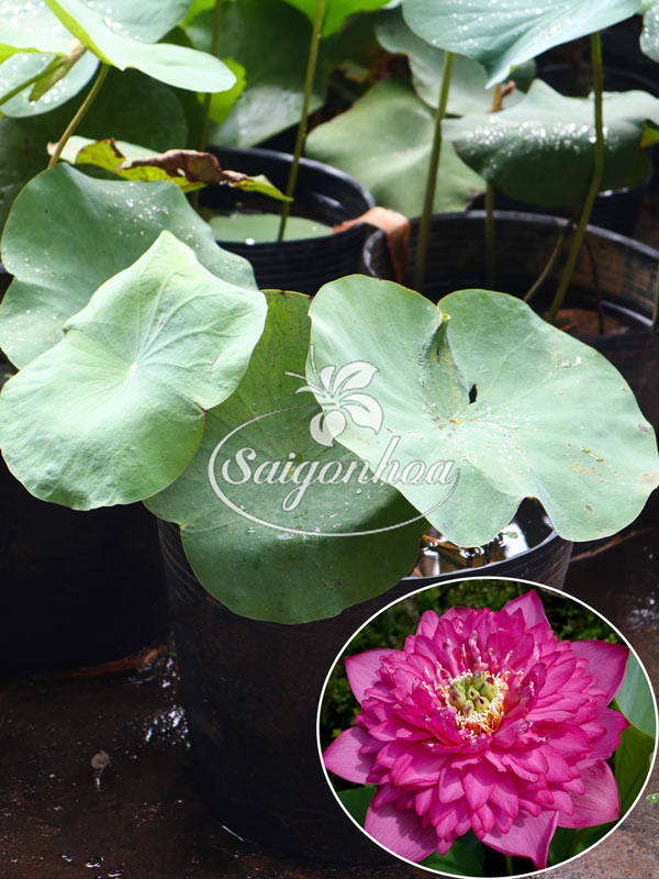 Cây Sen Thọ Hồng