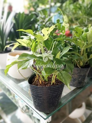 Cây Trầu Bà Lá Xẻ Mini