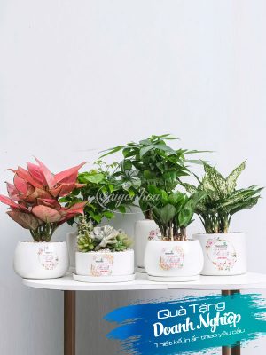 Chậu Cây In Logo Quà Tặng