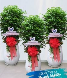 chau cay qua tang doanh nghiep