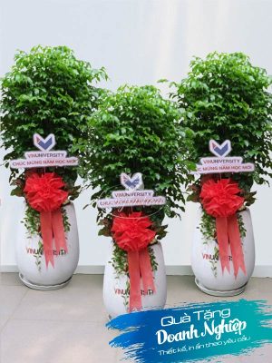 Chậu Cây Quà Tặng Doanh Nghiệp