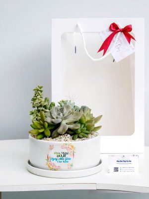 Chậu Sen Đá Quà Tặng