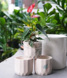 chau-su-mini-men-van-da-8