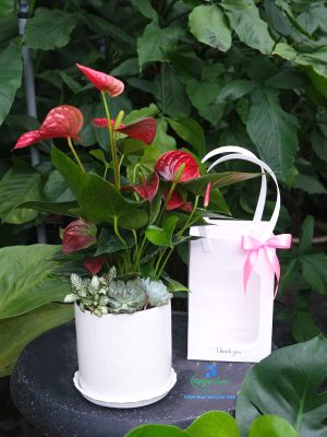 Túi Hồng Môn Quà Tặng