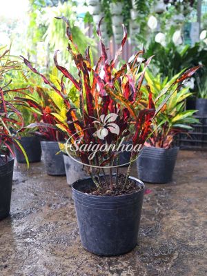 Cây Cô Tòng Đuôi Lươn Lá Nhún