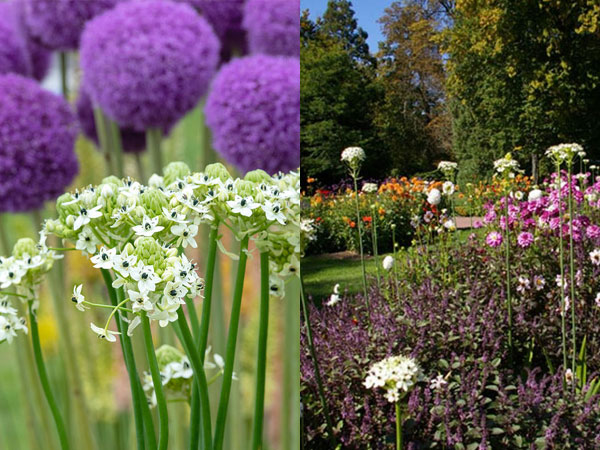 cong-dung-cay-hoa-thien-nga-mat-ngoc-1