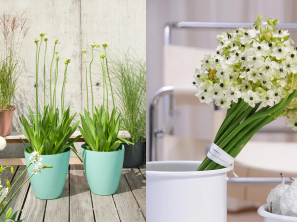 cong-dung-cay-hoa-thien-nga-mat-ngoc-2