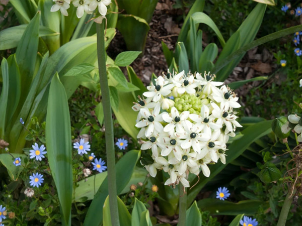 cong-dung-cay-hoa-thien-nga-mat-ngoc-4