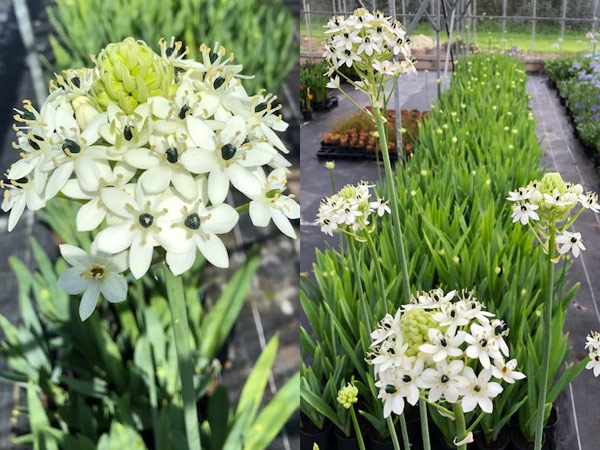 cong-dung-cay-hoa-thien-nga-mat-ngoc-5