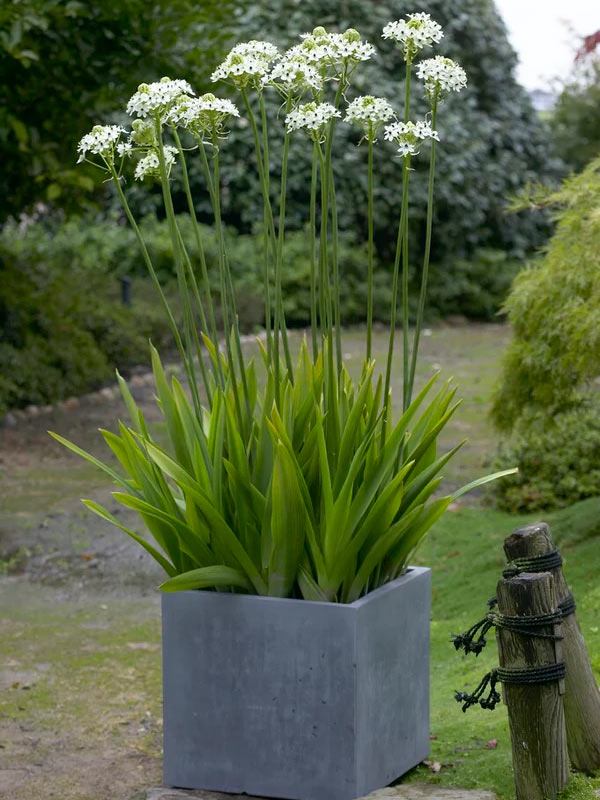 cong-dung-cay-hoa-thien-nga-mat-ngoc-6