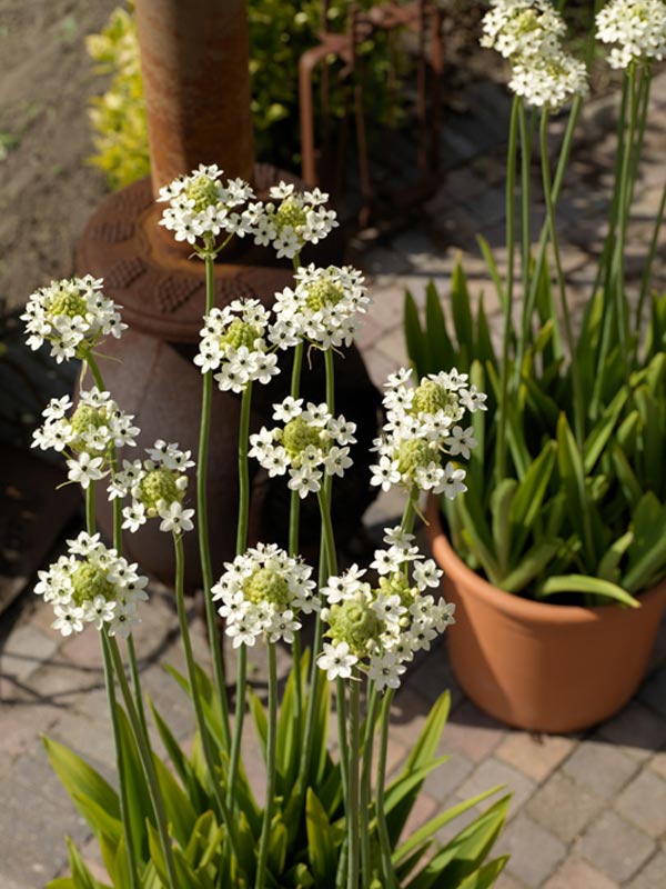 cong-dung-cay-hoa-thien-nga-mat-ngoc-7