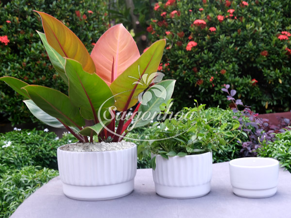 cong-dung-chau-su-vanh-khuyen-trang3