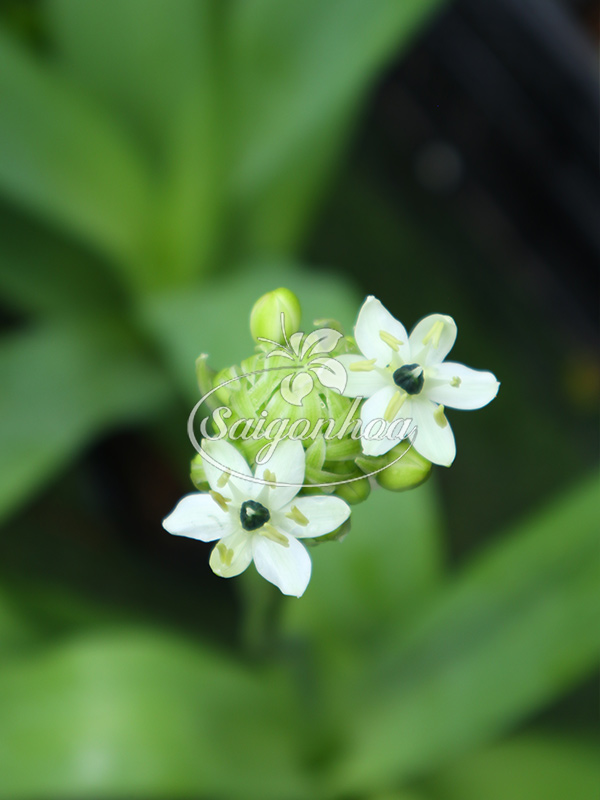 dac-diem-cay-hoa-thien-nga-mat-ngoc-1