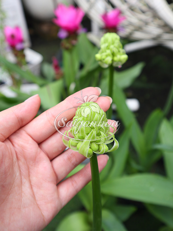 dac-diem-cay-hoa-thien-nga-mat-ngoc-2