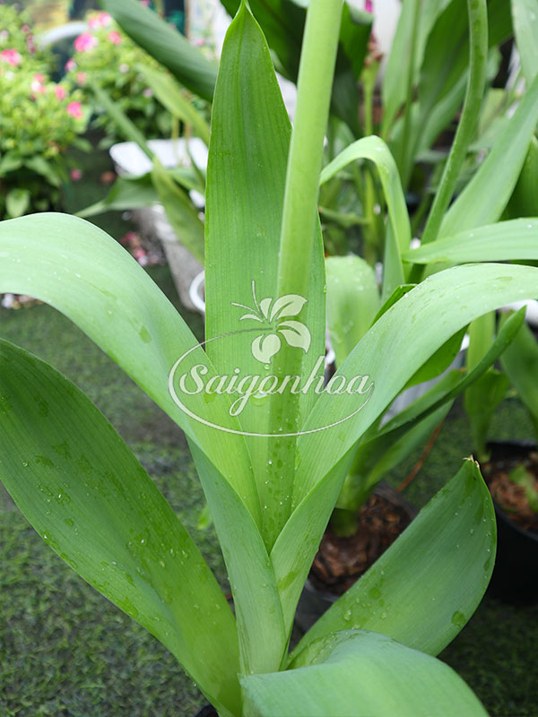 dac-diem-cay-hoa-thien-nga-mat-ngoc-3