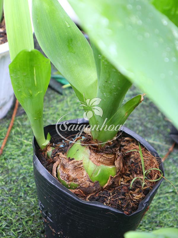 dac-diem-cay-hoa-thien-nga-mat-ngoc-4