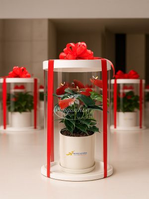 Chậu Hồng Môn Hộp Quà Tặng
