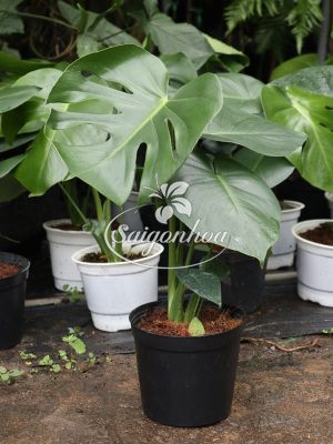 Cây Trầu Bà Lá Xẻ-Monstera