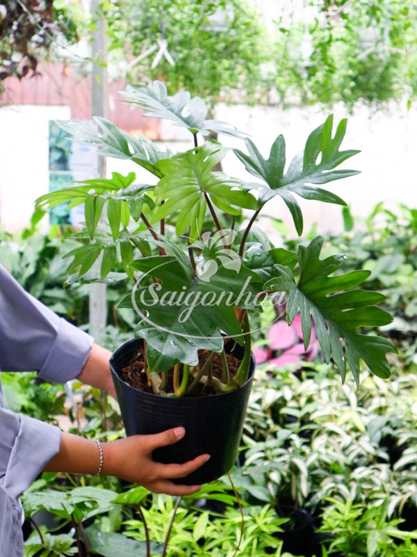 Cây Trầu Bà Mayoi