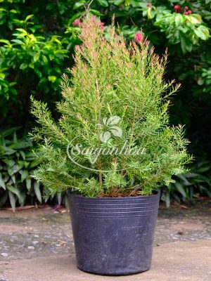 Cây Tùng Dạ Quang